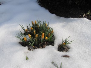 The First Sign of Spring-It is finally here or at least just around the corner.